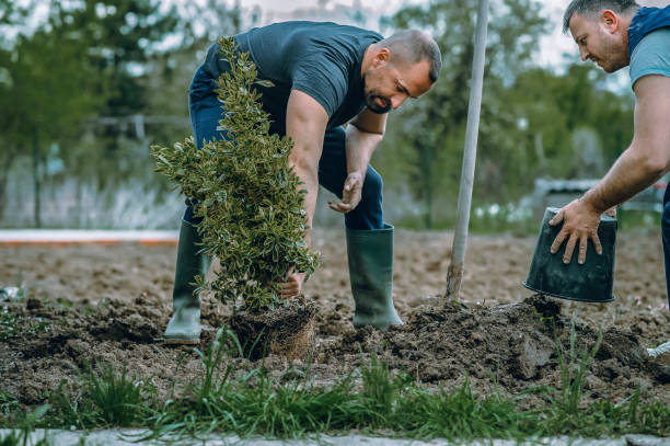 Best Tree Stump Removal  in USA